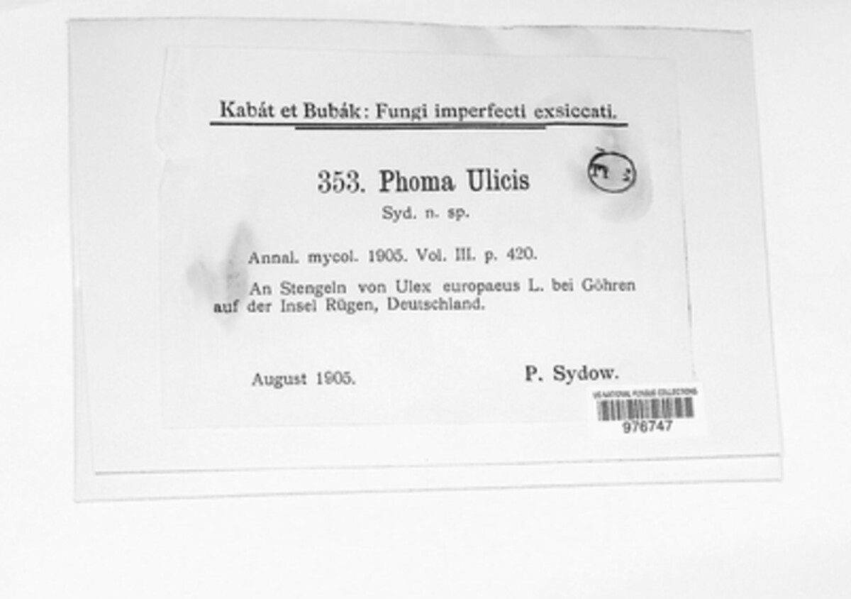 Phoma ulicis image